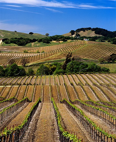 Madonna Vineyard in the spring Carneros region   Napa Co California
