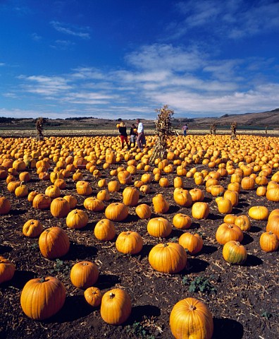 Pumpkins for sale at Half Moon Bay south of San Francisco on coastal highway Route 1 California USA