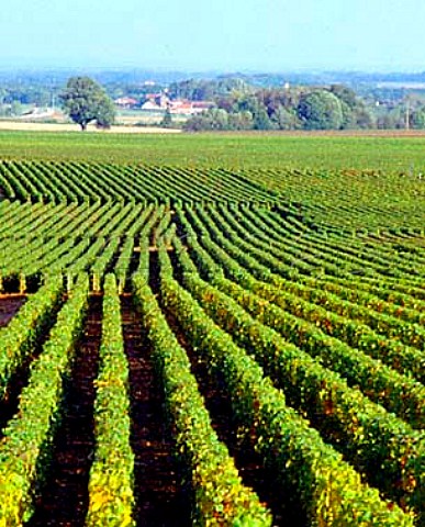 View over Les Gmeaux vineyard Grand Cru to Petite Chapelle Premier Cru GevreyChambertin Cte dOr France Cte de Nuits