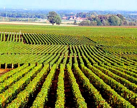 View over Les Gmeaux vineyard Grand Cru to Petite Chapelle Premier Cru GevreyChambertin Cte dOr France Cte de Nuits    