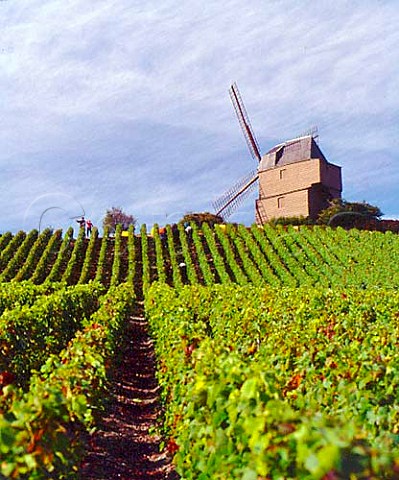 Harvesting Pinot Noir grapes for Champagne Mumm  below the Moulin de Verzenay on the Montagne de  Reims built in 1820 it is Champagnes only windmill Marne France