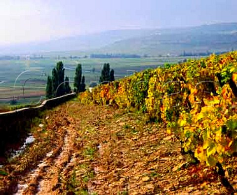 Chardonnay vines in Corton Charlemagne vineyard on   the hill of Corton AloxeCorton Cote dOr France
