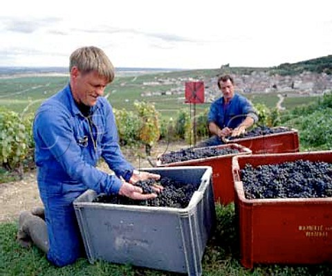 Harvesting Pinot Noir grapes for Champagne Mumm at   Verzenay on the Montagne de Reims Marne France   Champagne