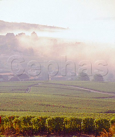 Morning mist over Ay and the Marne Valley Marne   France   Champagne