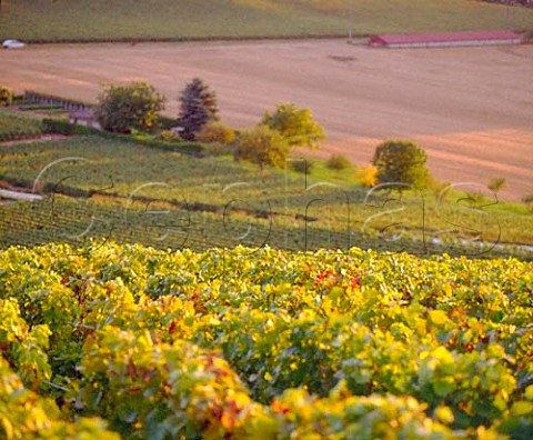 Pinot Noir vines of Champagne Ren Prvot catching   the evening sun on the north facing slopes of the   Montagne de Reims at VillersAllerand Marne France  Champagne
