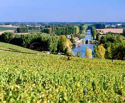 Vineyards leading down to the Canal Lateral de la   Marne below Hautvillers Marne France  Champagne