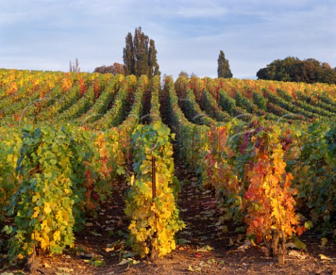 Autumn colours in Pinot Noir vineyard on the north slope of the Montagne de Reims at VillersAllerand Marne France   Champagne