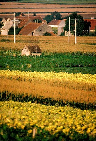 Sunflowers maize and vineyards near   SaintPourainsurSioule Allier France