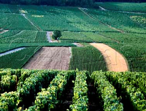 View onto Vaillons vineyard formerly les   Epinottes Chablis Yonne France  Chablis Premier Cru
