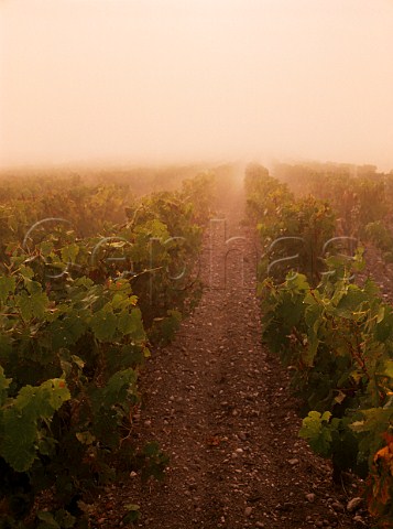 Morning mist in vineyard at Grand Poujeaux   MoulisenMdoc Gironde France  Mdoc  Bordeaux