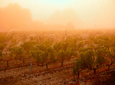 Morning mist in vineyard at Grand Poujeaux   MoulisenMdoc Gironde France  Mdoc  Bordeaux