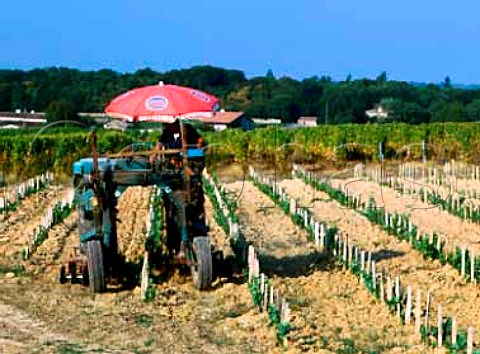 Harrowing between the rows in young vineyard of   Chteau dYquem Sauternes Gironde France    Sauternes  Bordeaux