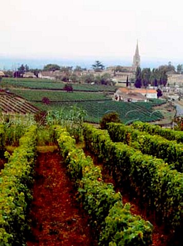 Vineyards at SainteCroixduMont Gironde France   SteCroixduMont  Bordeaux