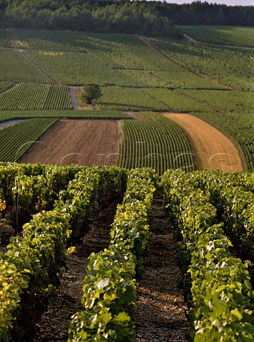 Vaillons vineyard Chablis Yonne France   Chablis Premier Cru