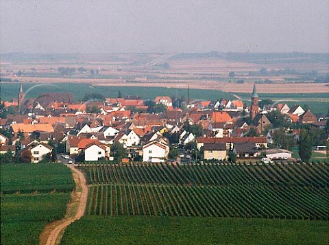 Overlooking vineyards at Kleinkarlbach near   Grnstadt  Germany     Rheinpfalz