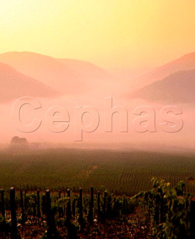 Dawn mist hanging over vineyards in the Mosel Valley at Zell   Germany