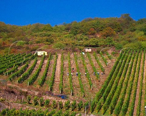 Harvesting in Burg Maus vineyard on the steeply   sloping East bank of the Rhine River near St   Goarshausen Mittelrhein