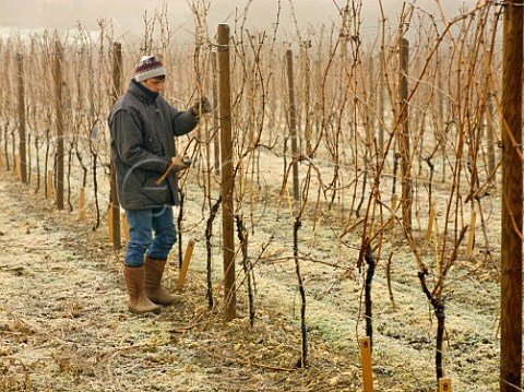 Winter pruning in vineyards between Grnstadt and Kirchheim  Germany  Schwarzerde Grosslage Rheinpfalz