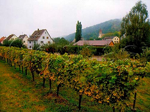 Vineyard at Kleinkeims north of Basel Baden   Germany