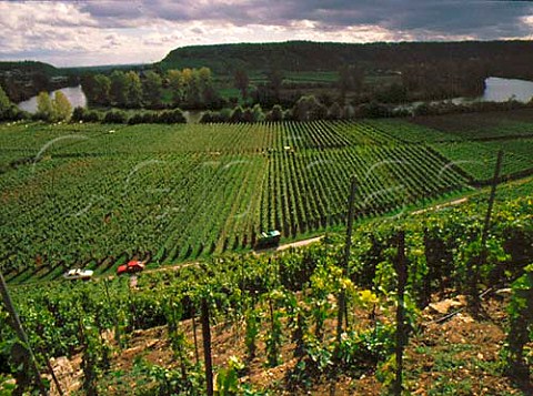 Vineyards at Hessigheim in the Neckar Valley   Wrttemberg Germany
