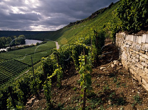 Vineyards at Hessigheim in the Neckar Valley   Germany  Wurttemberg