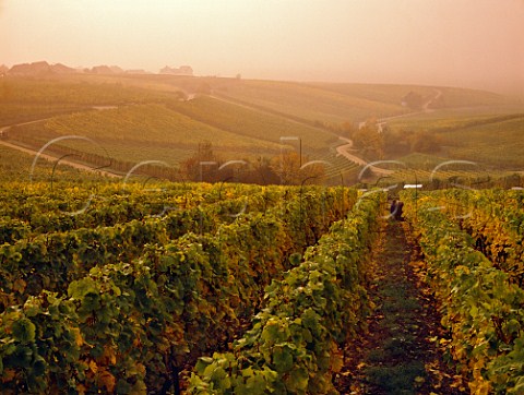 Harvesting riesling grapes in Wrzgarten vineyard   above Hallgarten  Germany  Rheingau