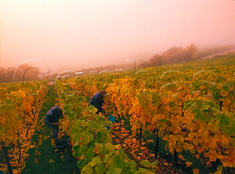 Harvesting Riesling grapes in the Wrzgarten   vineyard at Hallgarten Germany Rheingau