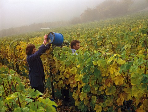 Harvesting Riesling grapes on a misty autumn morning in the Wrzgarten vineyard at Hallgarten Germany  Rheingau