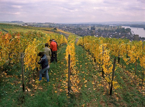 Harvesting in Berg Rottland vineyard at Rdesheim    Germany  Rheingau