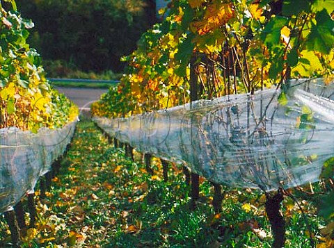 Pinot Noir grapes protected by plastic sheeting in   the Hollenberg vineyard Assmannshausen Germany     Rheingau