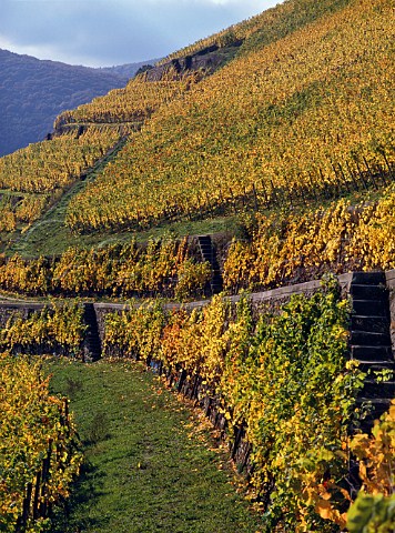 Autumnal Pinot Noir vines in the Hollenberg   vineyard Assmannshausen Germany  Rheingau