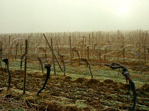 Winter morning mist and frost in the vineyards of   Schwarzerde Kirchheim Grosslage south east of   Grnstadt Germany  Rheinpfalz