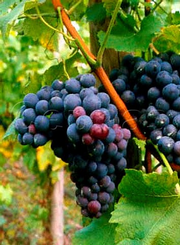 Schiava Grossa grapes alias Trollinger