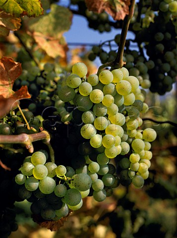 Sylvaner grapes