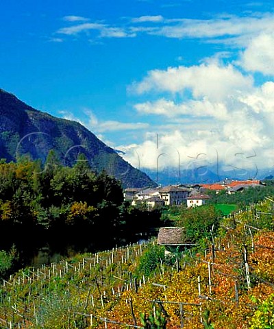 Vineyard and lake in the mountains above Pergine   near Trento Italy DOC Trentino