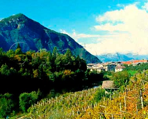 Vineyard and lake in the mountains above Pergine   Trentino Italy Casteller DOC