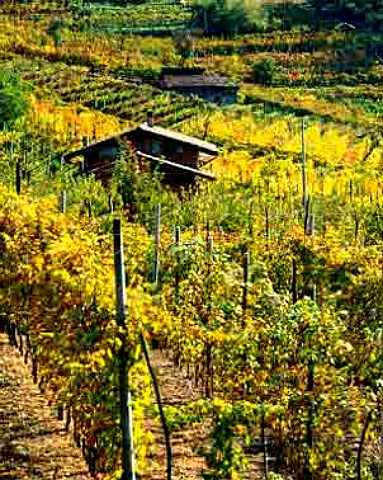Vineyards near Pergine near Trento Italy    Casteller DOC