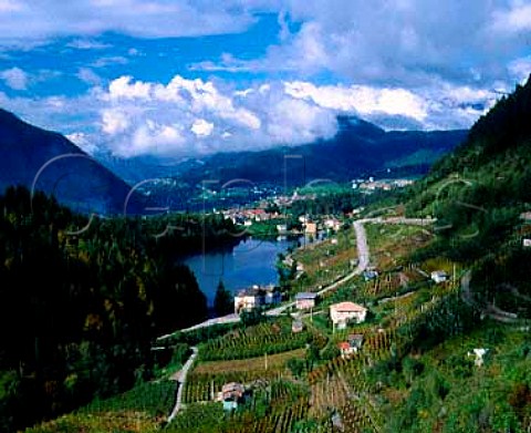 Vineyard and lake in the mountains above Pergine   near Trento Italy Casteller DOC