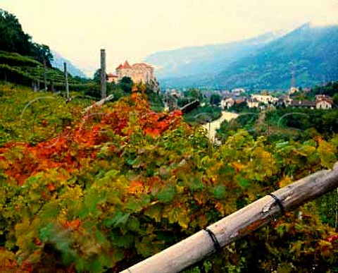Vineyard and castle at Castelbello Kastelbell   near Merano in the Alto Adige  Italy