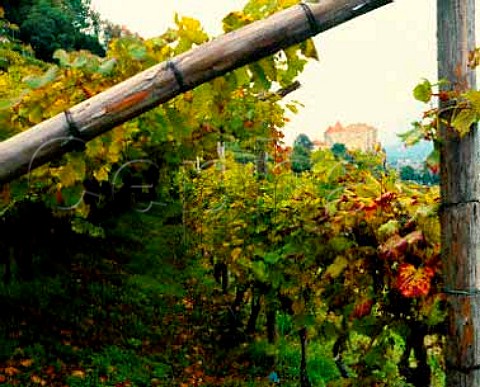 Vineyard and castle at Castelbello Kastelbell   near Merano in the Alto Adige  Italy