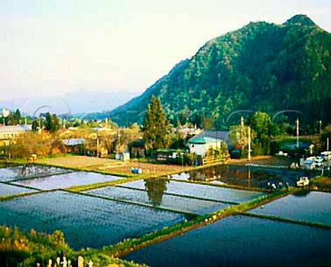 Rice fields in the Mikuni mountain pass on the   border of Gunmma and Niigata Prefectures Japan