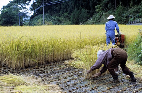 Harvesting rice Nagano Japan