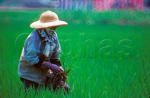 Farmer planting rice in paddy field Nagano Japan