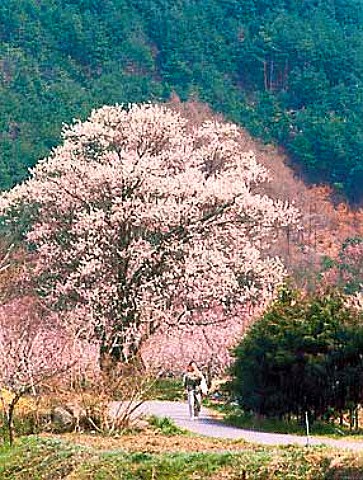 Apricot blossom in April Nagano Prefecture          Japan