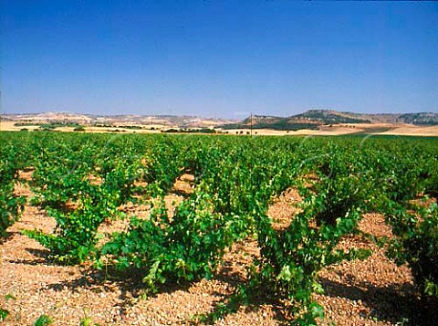 Vineyard of Alejandro Fernandez Pesquera de Duero   Castilla y Len Spain  Ribera del Duero