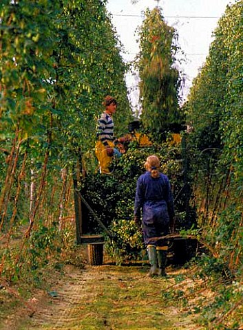 Collecting the hop vines Blue House Farm Marden   Kent