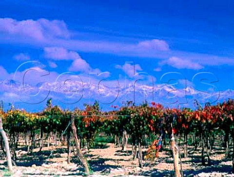 Vineyards at the foot of the Andes west of   Tupungato Argentina Mendoza province