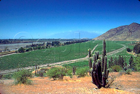 Las Morros vineyard of Vina Santa Emiliana in the   Maipo Valley at Puente Alto Chile