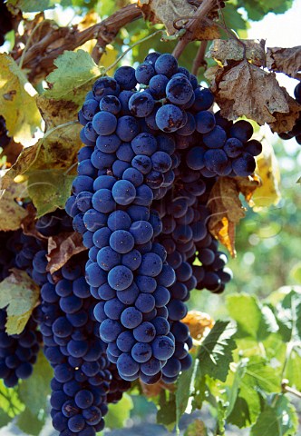 Petite Sirah grapes of Arciero Paso Robles San Luis Obispo Co California