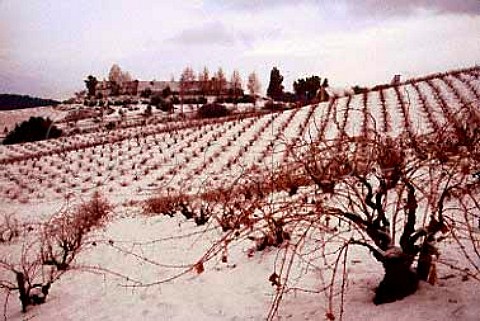 Rare winter snowfall coats the vineyards   near Paso Robles San Luis Obispo Co   Calif
